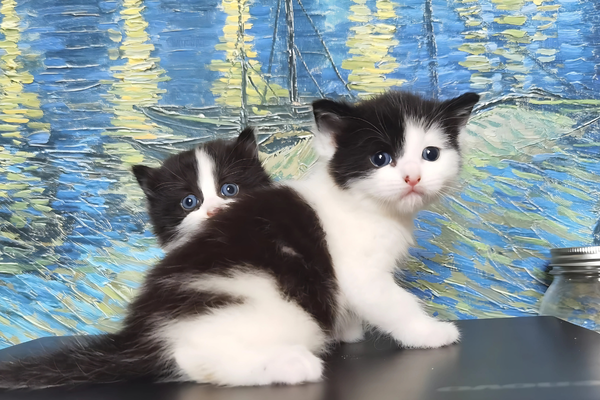 Pet Babies Show Team Chrissy and Bella 600x400
